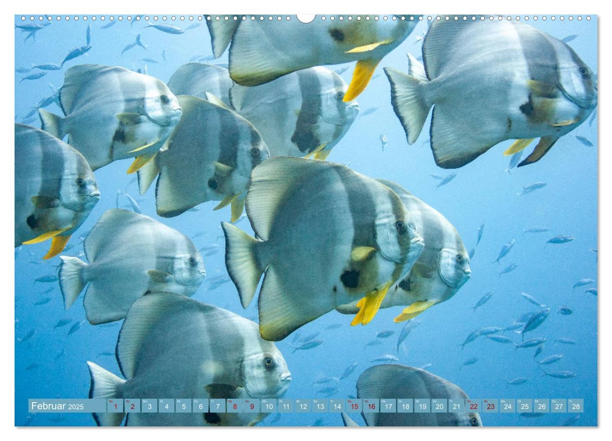 Tauchen, Fische und Meer (Wandkalender 2025 DIN A2 quer), CALVENDO Monatskalender: Unterwasserimpressionen (CALVENDO Tiere)