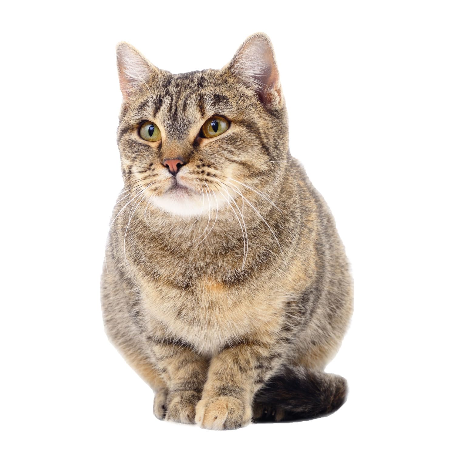 younikat UV Resistant Static Adhesive Removable Cat Lurking Window Sticker - Polyvinyl Chloride, Lauernd Cat, Door, Indoor, Glossy, 1 count