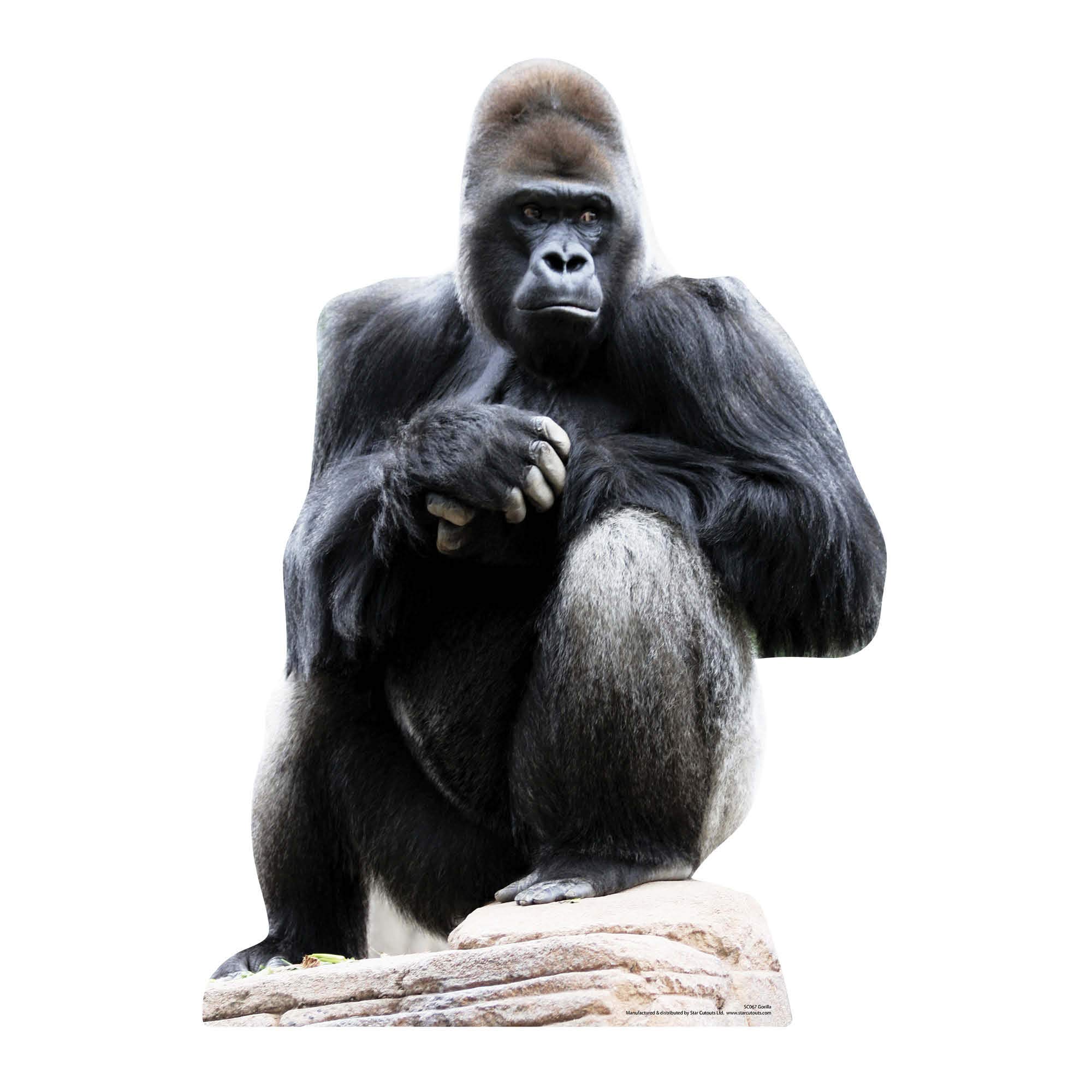 Star Cutouts Cut Out of Gorilla