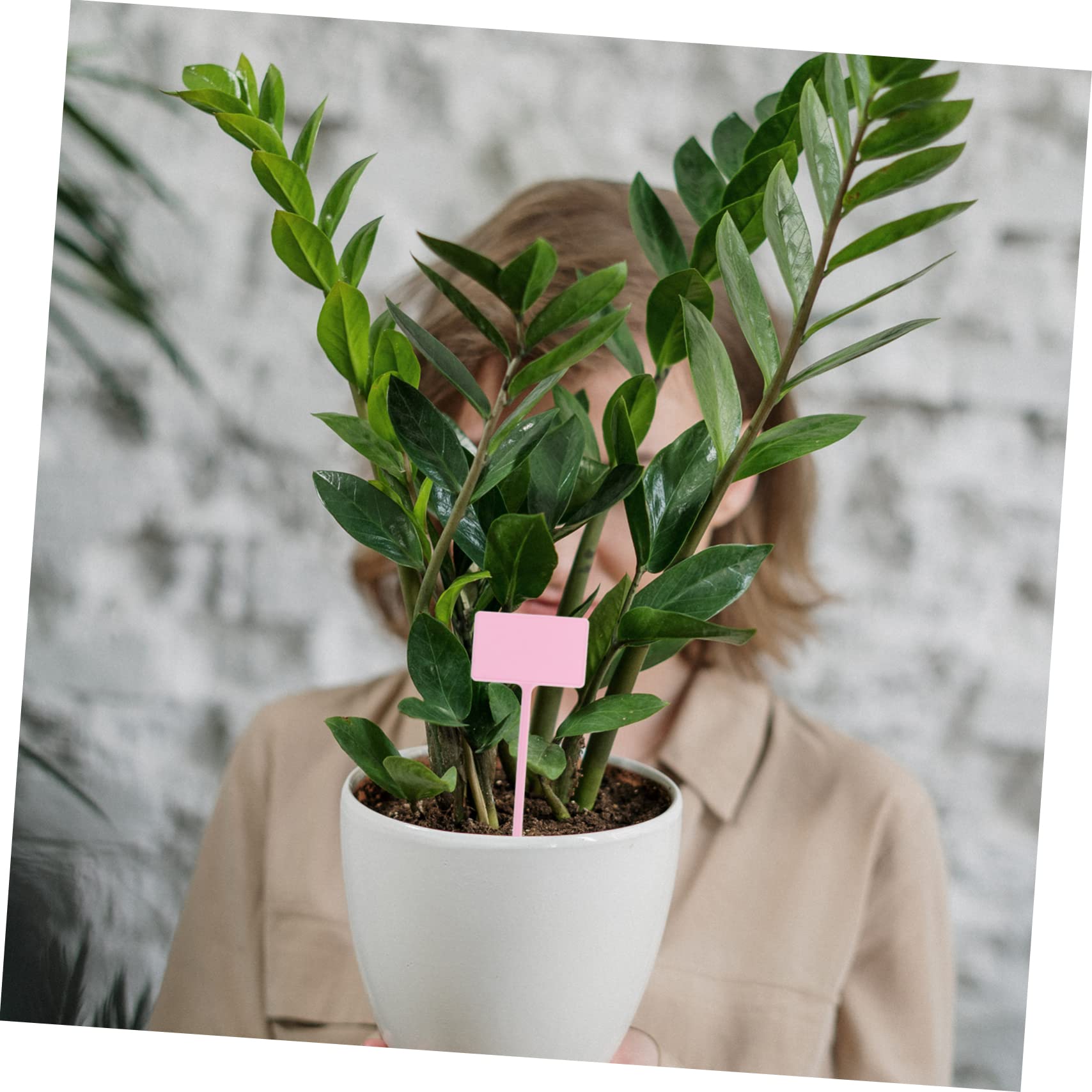 Toyvian 5 Sätze Sukkulente Grünpflanzen Topfpflanzen Schilder Gartenpflanzen Etiketten Grünpflanzen Etiketten Gartenreihenmarkierungen Gartenetiketten Gartenetiketten Stück * 5