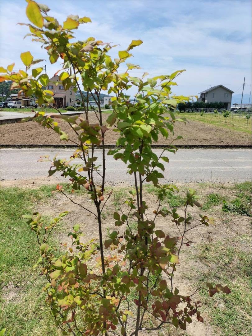 山採り 自然樹形 ナツハゼ 株立ち 4本立ち 山採り 自然樹形 ナツハゼ 株立ち 4本立ち