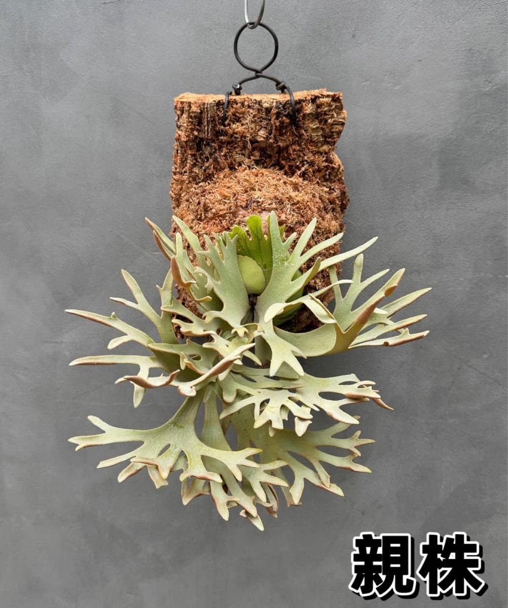 Amazon.co.jp: ビカクシダ willinckii Golden Boy sporeling 金 