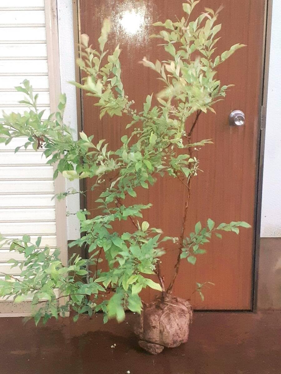 ブルーベリー 種 『ノビリス』(ラビットアイ系) 高さ底部から120センチ程度 現の