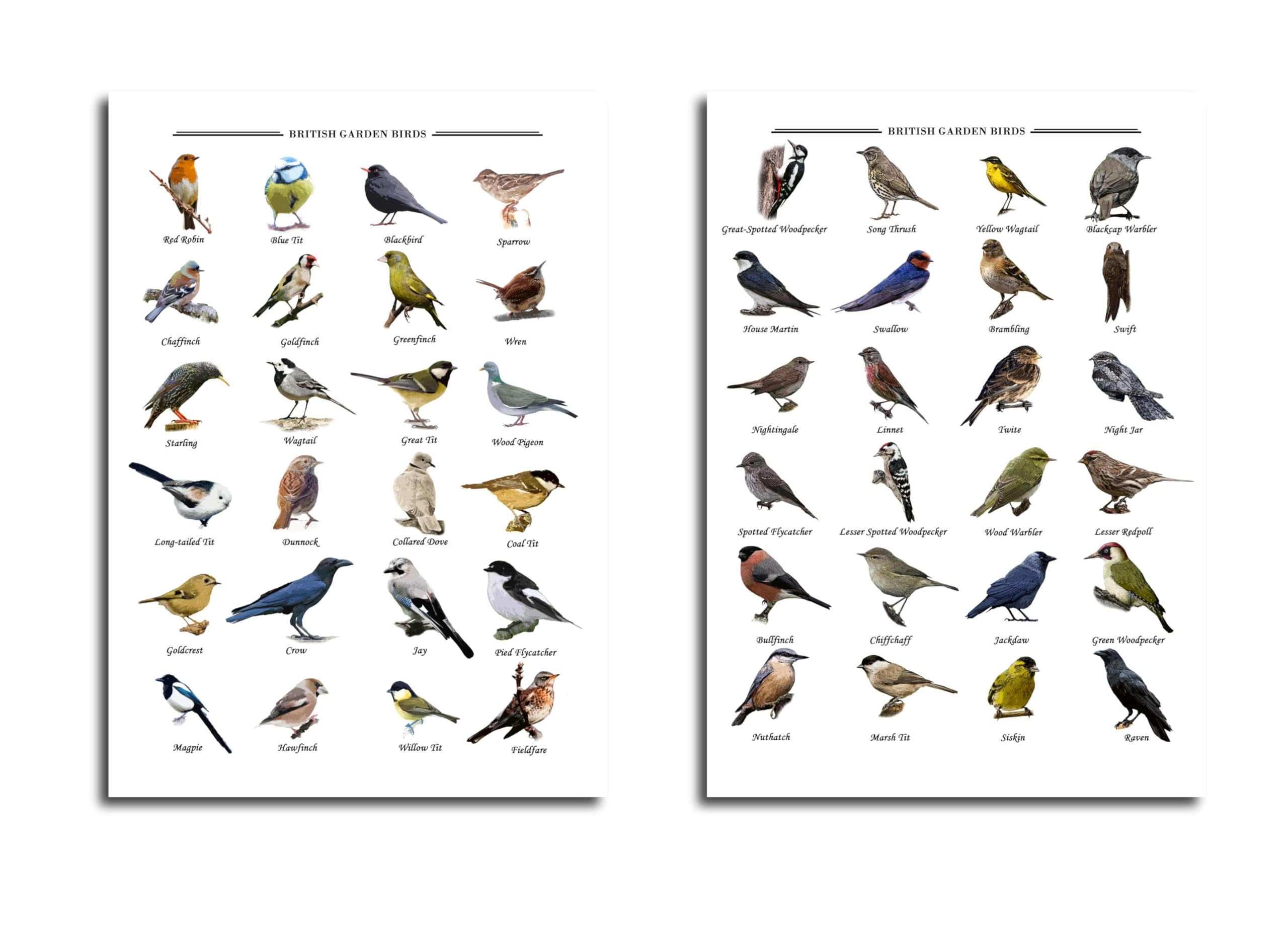 British Garden Birds Educational Wall Art, Set of 2 A4 Posters, Bird Identification Guide Charts for Nature Lovers (each one 29.7 x 21 cm)