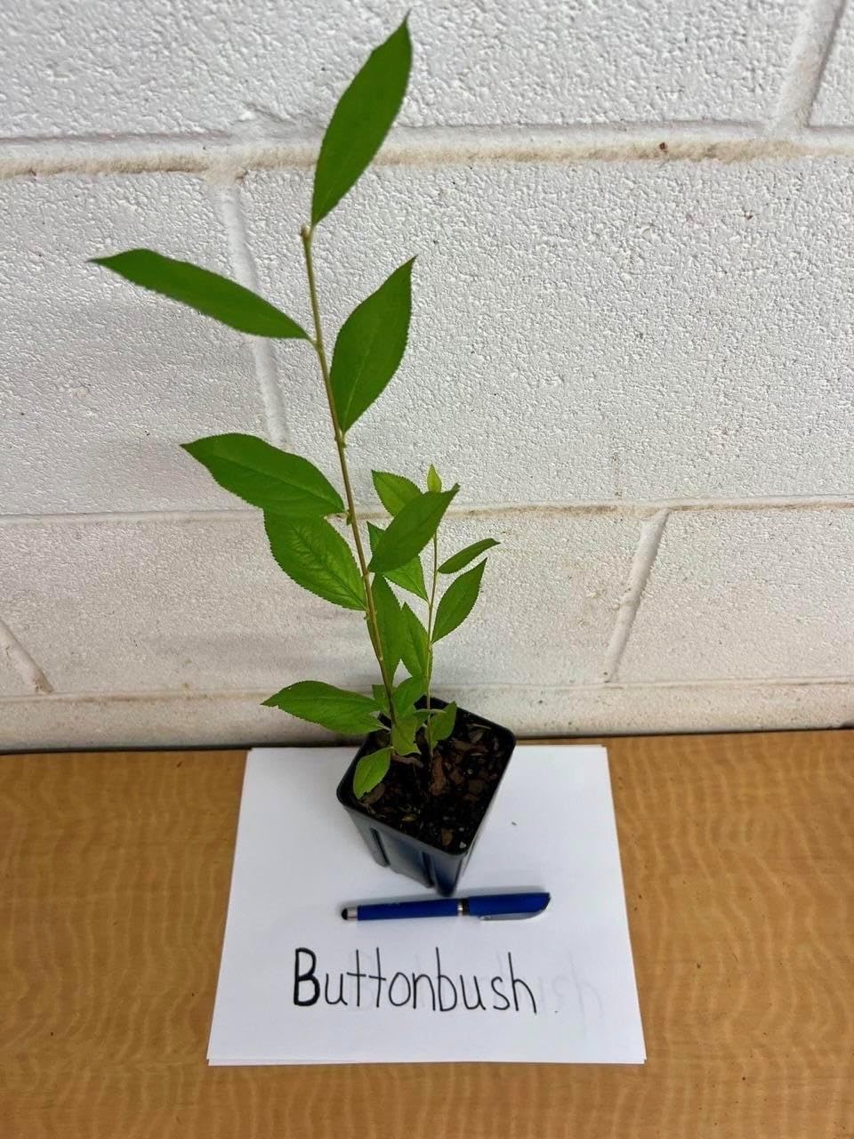 Buttonbush Shrub - 6-12" Tall Live Plant in 4" Pot - Button Bush Seedlings