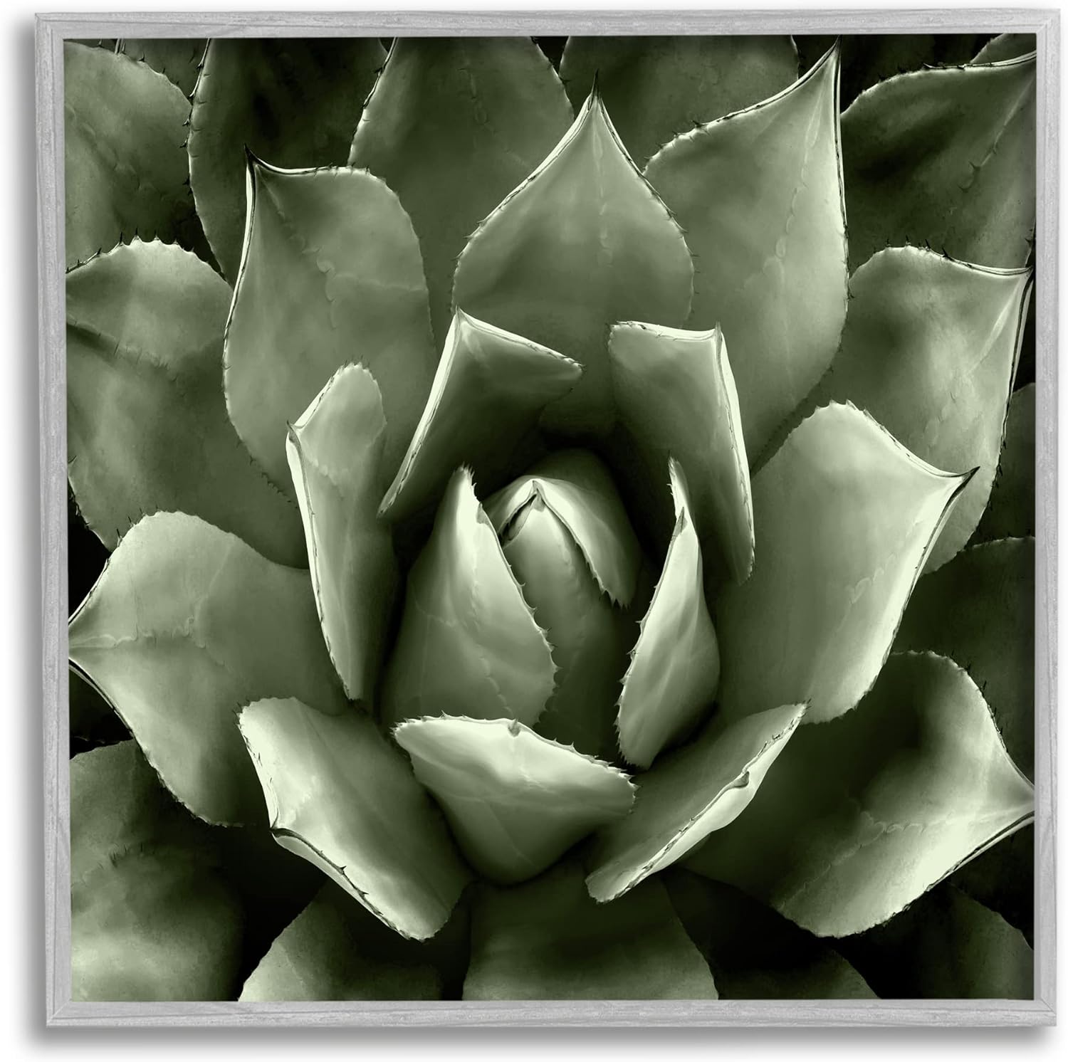 Stupell Industries Succulent Plant Close Up View Framed Giclee Art, Design by Lindsay Benson