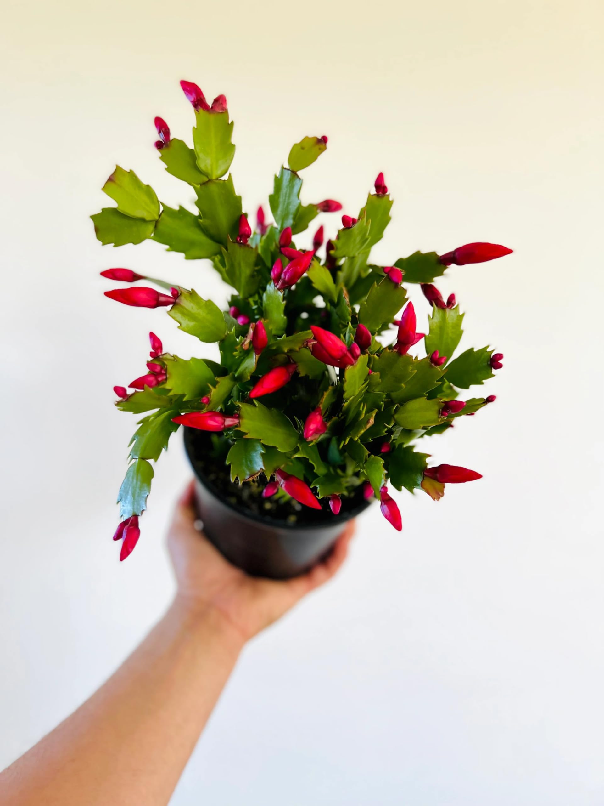 Live Pink,Red,Rani,White Color Christmas Cactus Lucky Indoor Plant Healthy Organic Cactus Flower Plant Pack of 1_A15-image-8