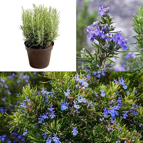 6 plantas de romero vivas, comestibles y resistentes para plantar en macetas y jardín de 5 pulgadas de alto