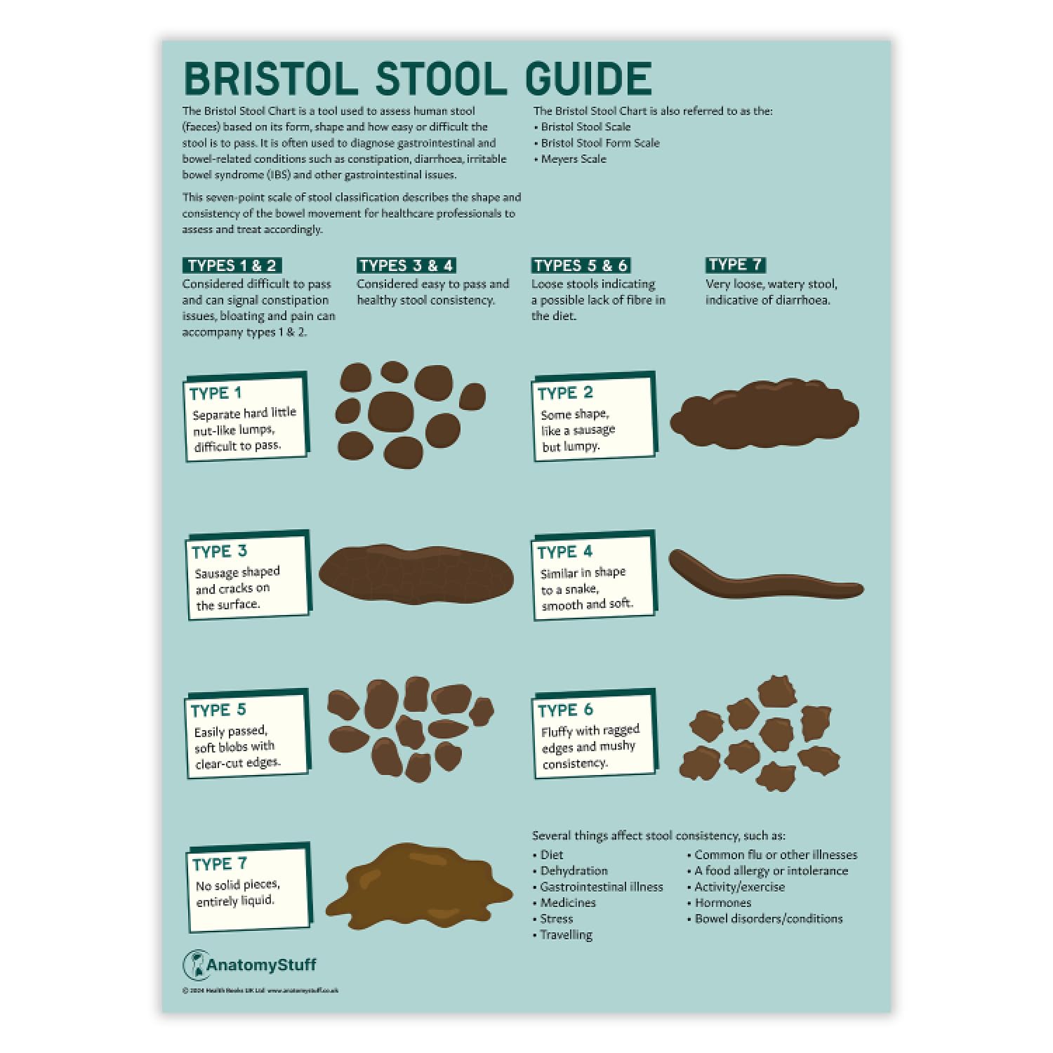 Anatomy Stuff Bristol Stool Chart Poster, 45 x 60 cm, 24x18 inches, Nurse and Medical Student Diagram, Bowel Health Poster