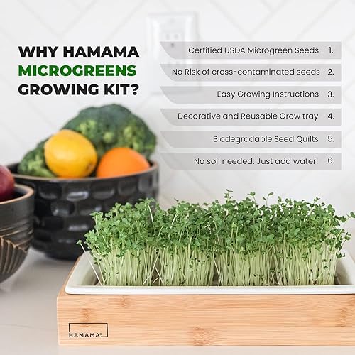 Miniatura 2 de Smoothie Greens - Recambio para Hamama Home Microgreens, semillas orgánicas y no transgénicas, cultiva microverduras frescas en interiores cada