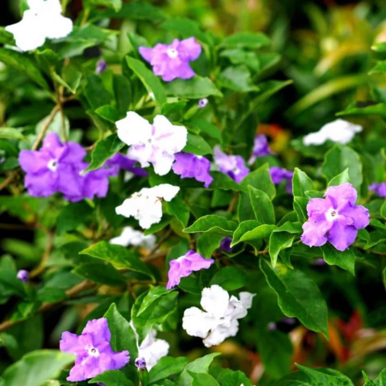 Hug A Plant | Yesterday Today and Tomorrow Plant/Sunday Monday (Brunfelsia pauciflora) Flowering/Ornamental Live Plant (Home & Garden) (B0C7LCJDBZ) Amazon Price History, Amazon Price Tracker