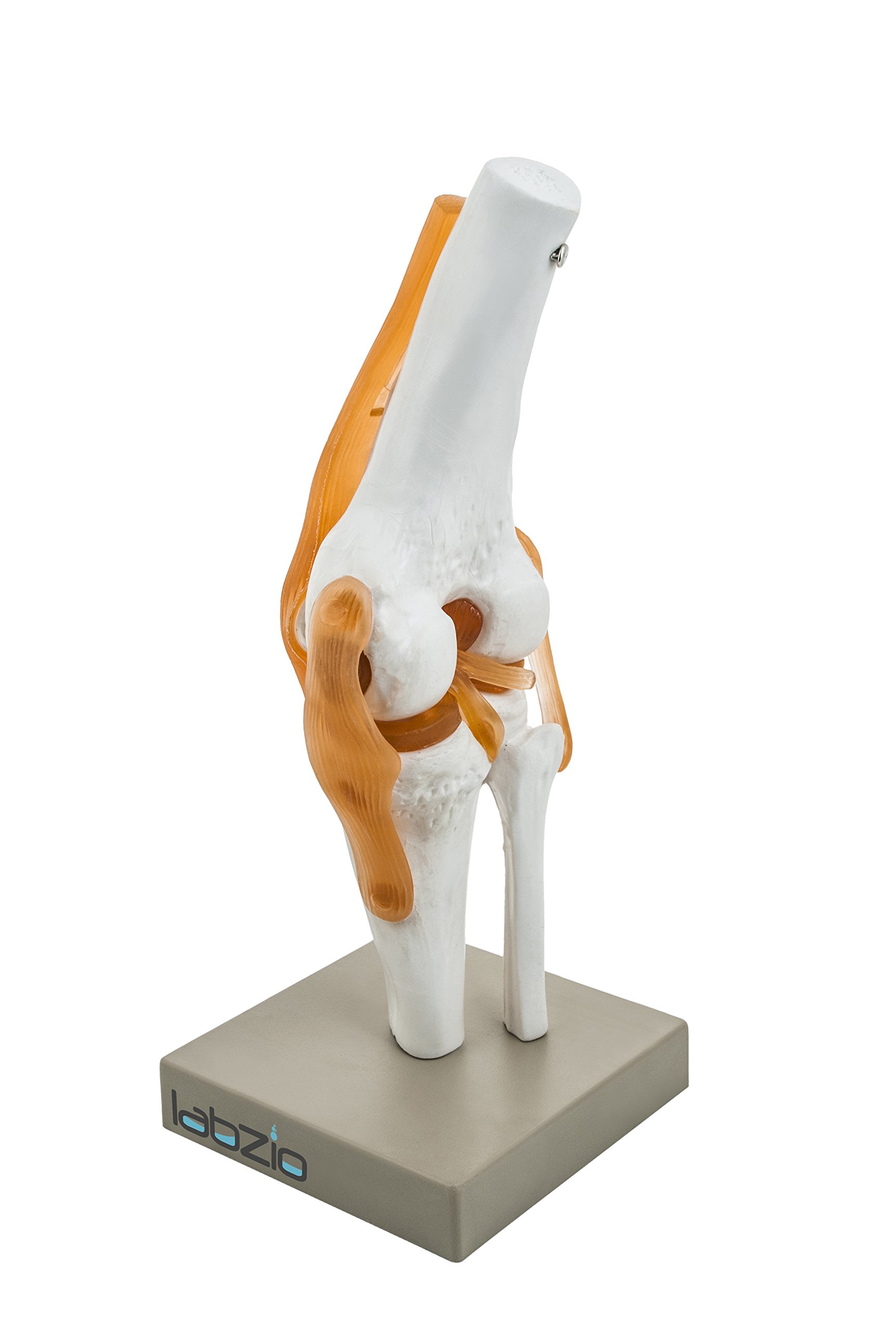 LABZIO by EISCO - Premium Human Knee Joint Model with Ligaments Flexible 1:1 Scientific Life Size with Premium Display Base Best Teaching Tool for Patient Education & Anatomy Study (B0744KSTJT) Amazon Price History, Amazon Price Tracker
