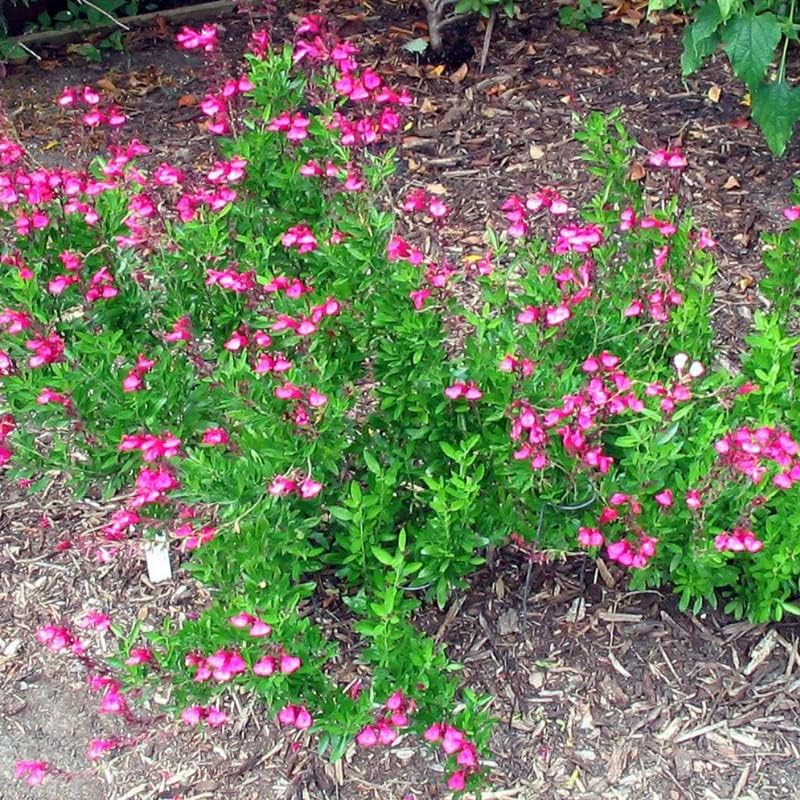 Miniatura 7 de Planta de salvia de salvia rosa viva completamente enraizada, tamaño 1 galón, planta de salvia viva