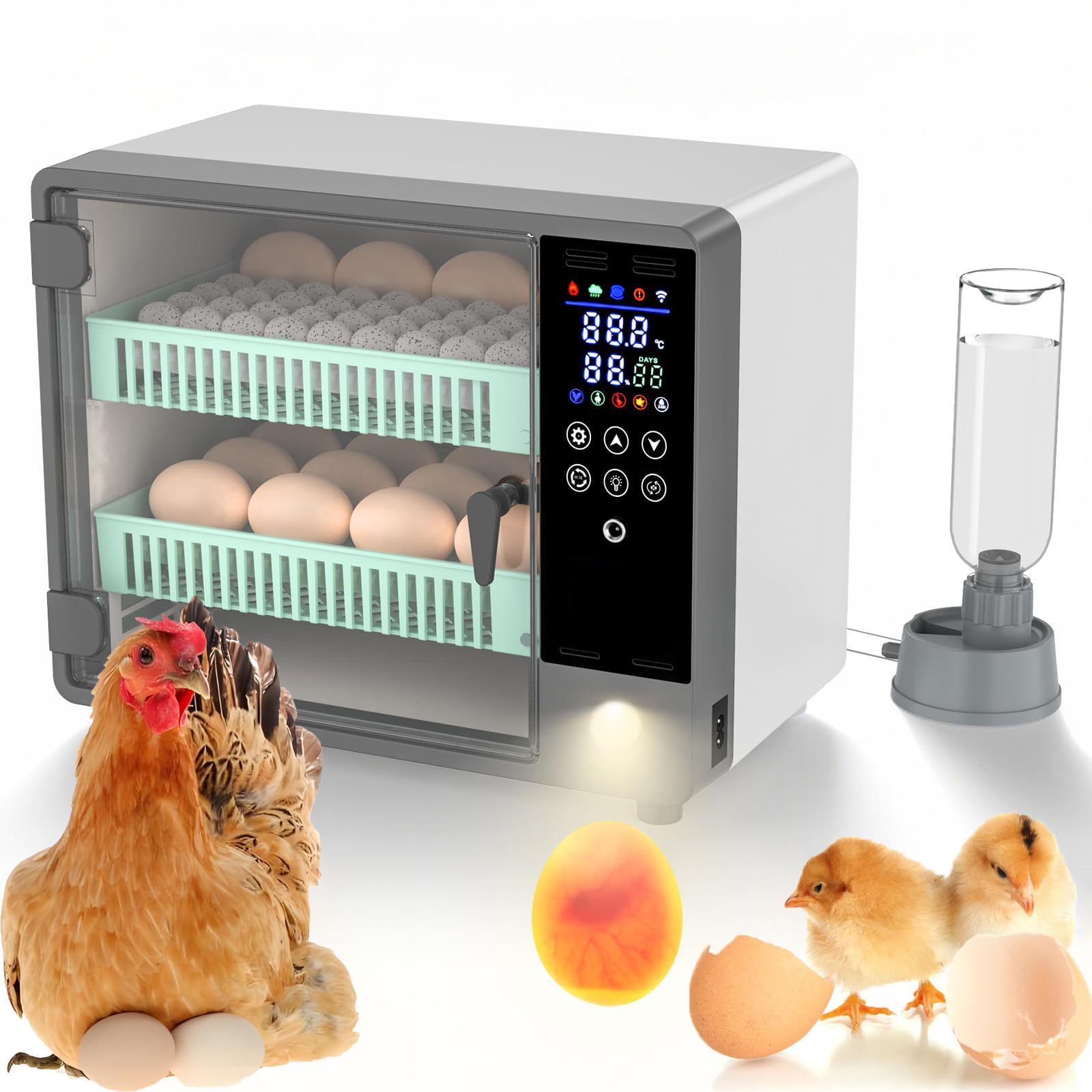 Incubateur automatique 24 œufs idéal pour élever des canards dans votre jardin