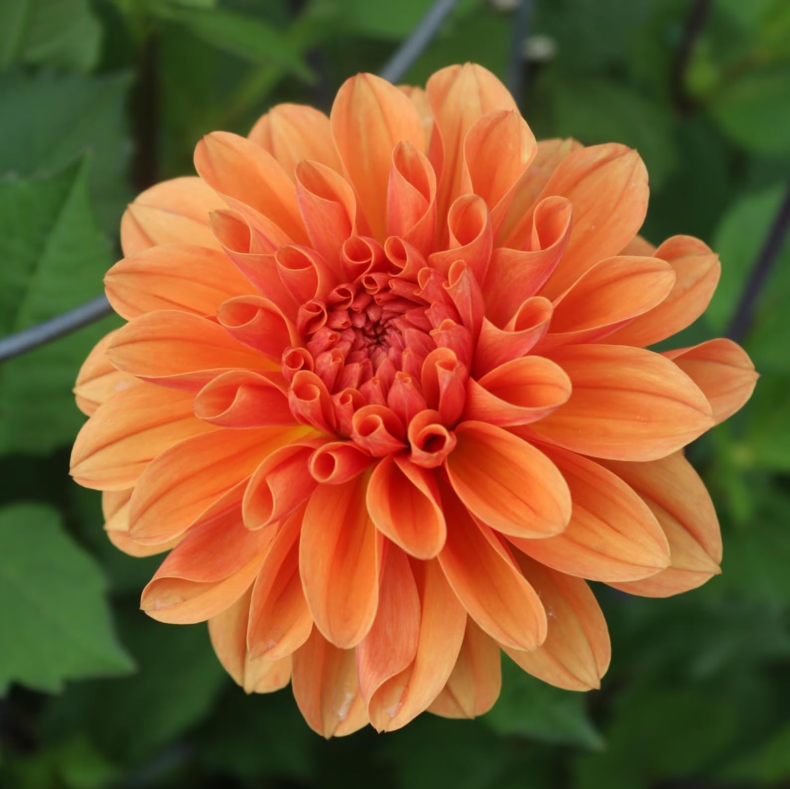 Amazon.com : Votaniki Royal King Dahlia Tubers for Planting – Bold