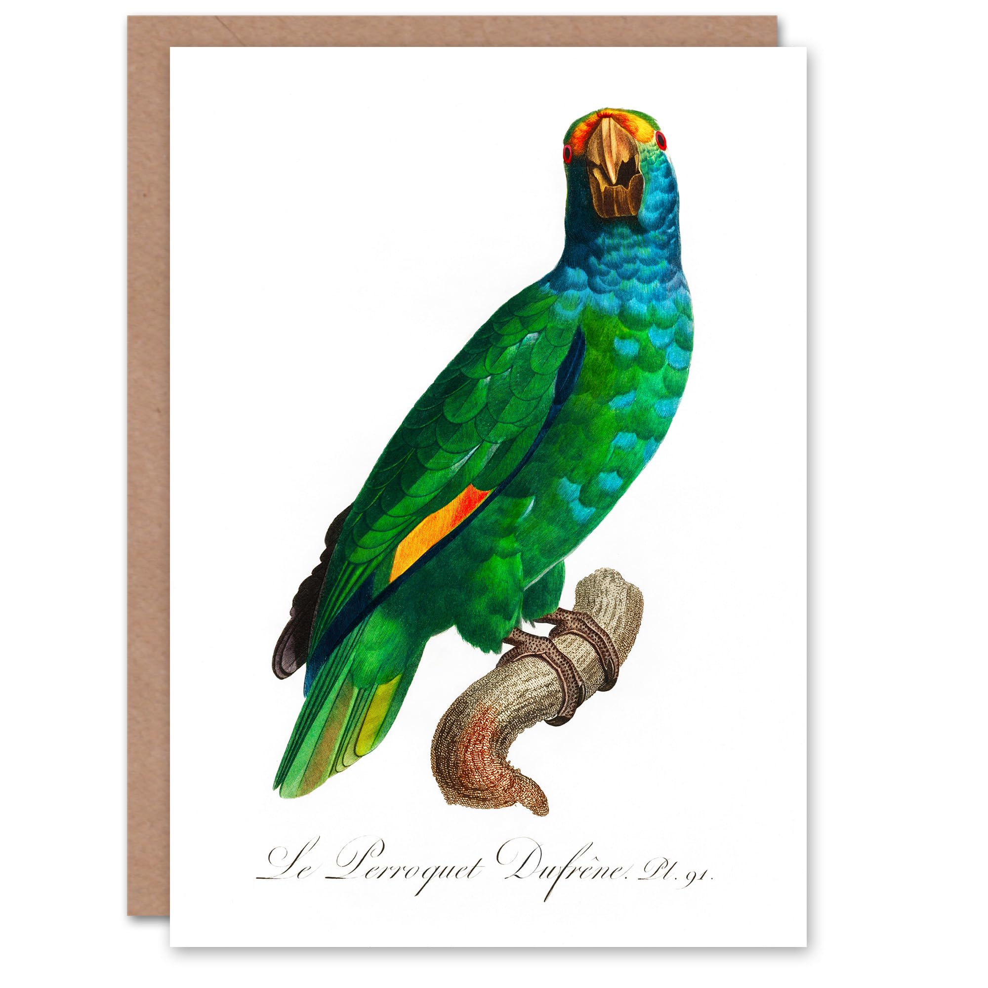 Artery8 Francois Levaillant Art Card The Blue Cheeked Amazon Parrot