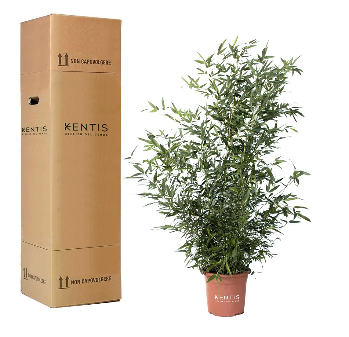 KENTIS - Bambou Bissetii - Bambusa Phyllostachys Bissetii - Vraies Plantes d'Éxterieur de Balcon de Jardin - Vraie Bambou - H 170-200 cm Pot Ø 24 cm