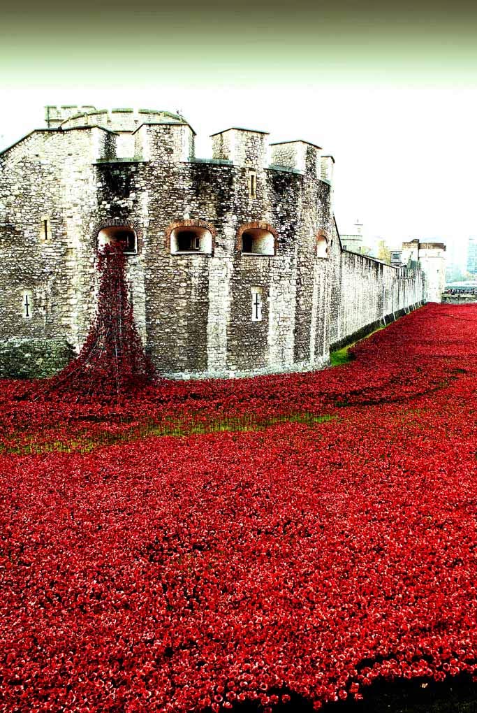 Photo coquelicots de la Tour de Londres, un hommage poétique en image pour vibrer au quotidien