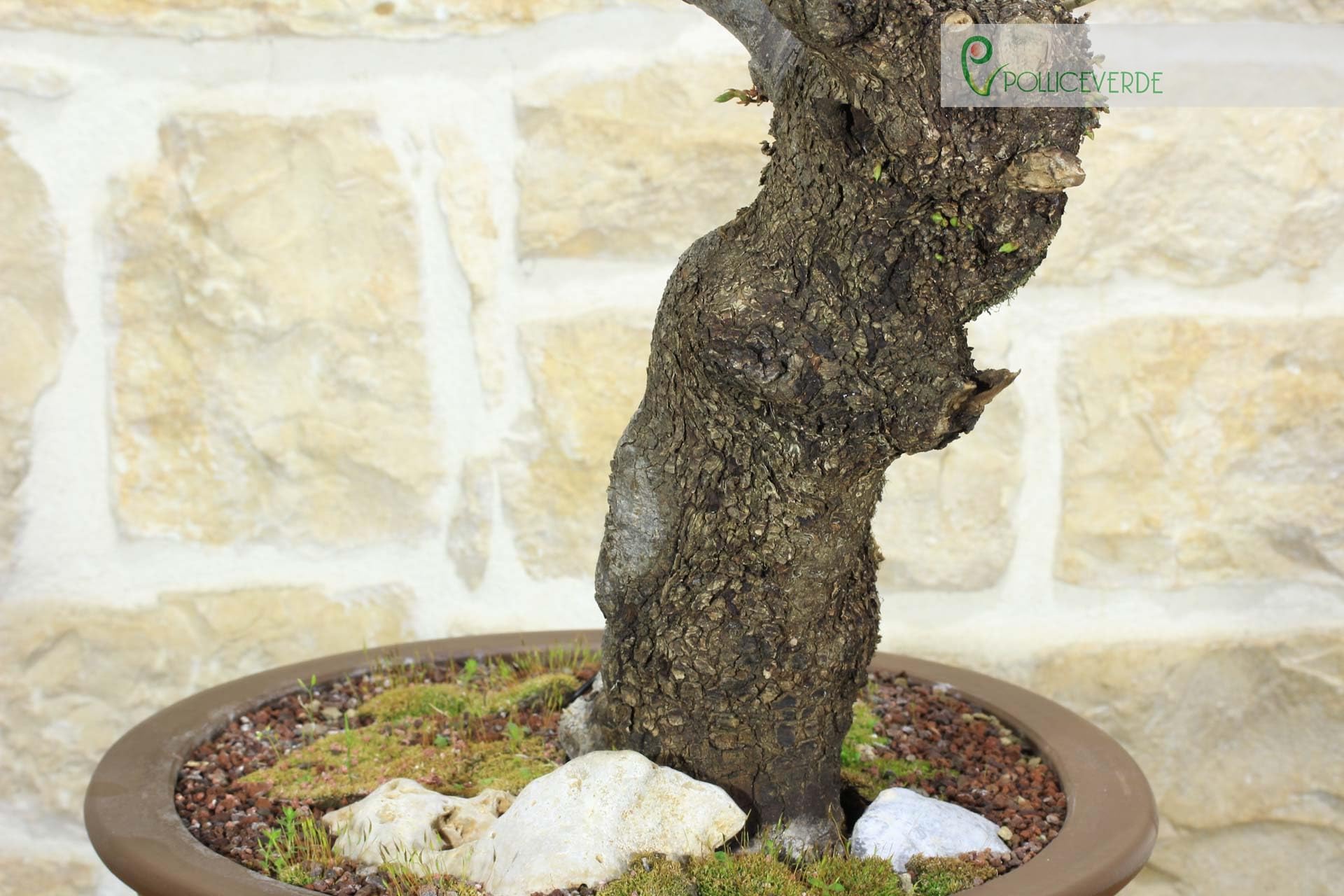 Bonsai di Carpino Nero (2)
