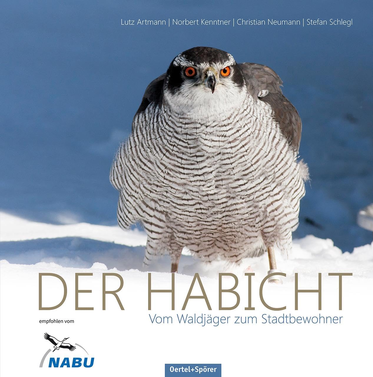 Der Habicht: Vom Waldjäger zum Stadtbewohner