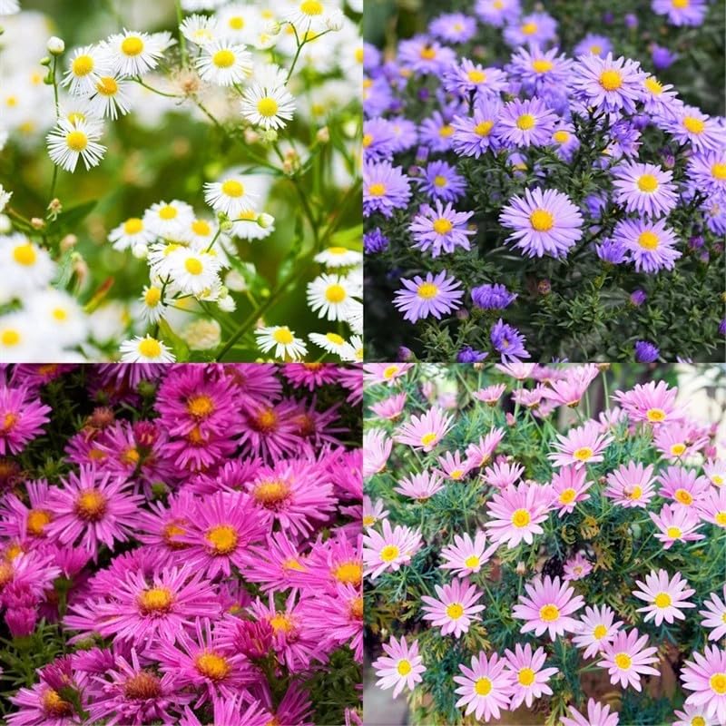 Aster Perennial Set - Mixed Varieties - 6 x 9cm Pots (Live Plants)