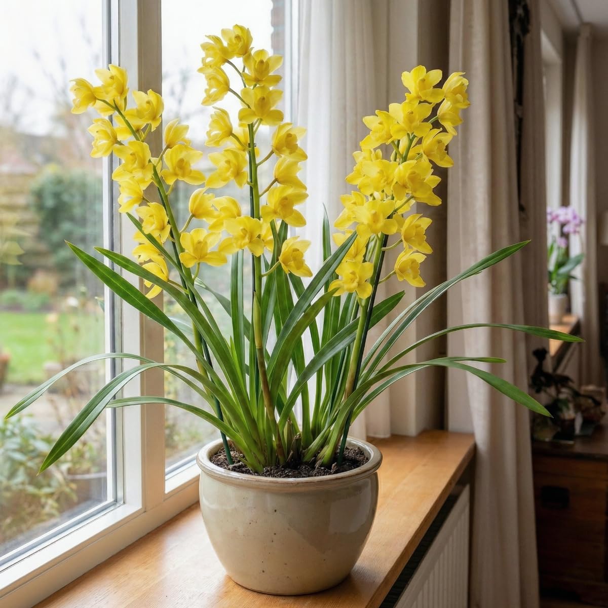 Orchideen Echte Pflanzen Gelbe Cymbidium -1 große Zimmerpflanze aus Holland - 60-70 cm hoch - 14 cm Topf - mit Blüten und duftend(Nicht künstlich, ohne Dünger und Topf, keine Samen, nicht winterhart)