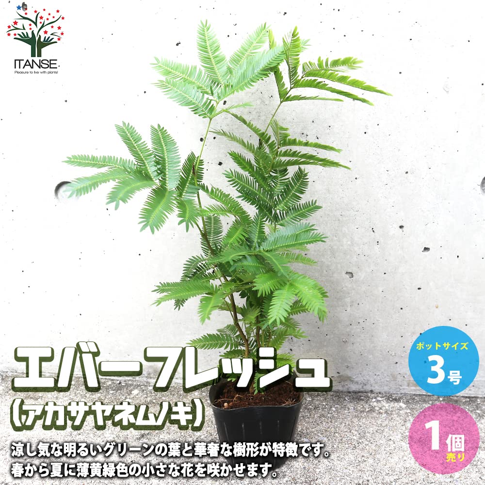 Amazon.co.jp: エバーフレッシュ(アカサヤネムノキ) 3号ポット 1個売り
