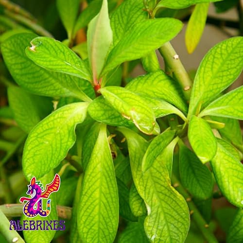 Miniatura 3 de Alebrixes  Té de hierbas Moronel (6 onzas)  Té de hierbas Moronel de calidad premium  Te Organico Planta de la Vida - Synadenium Grantii