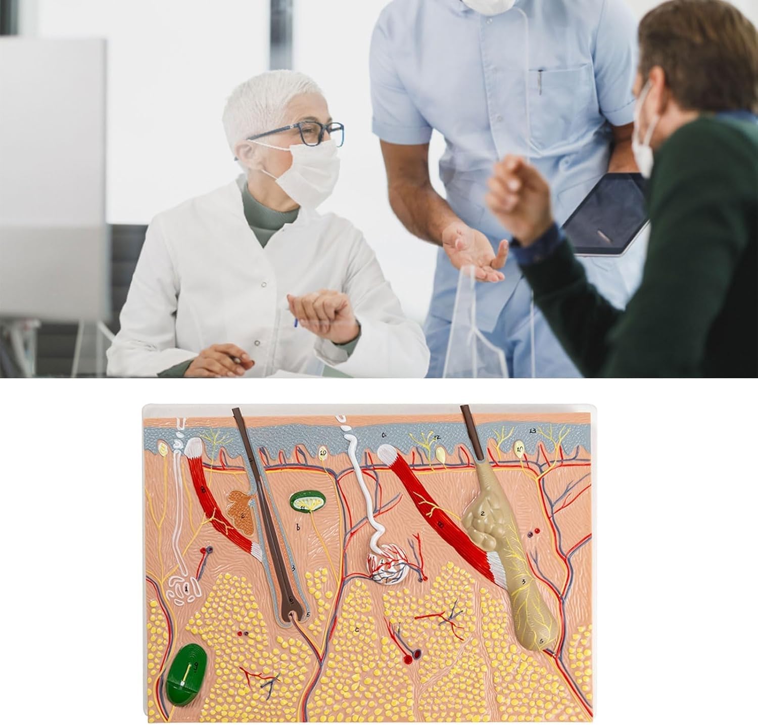 Modello anatomico della pelle ingrandita, per biologia, chirurgia estetica, aiuto didattico, forniture di laboratorio