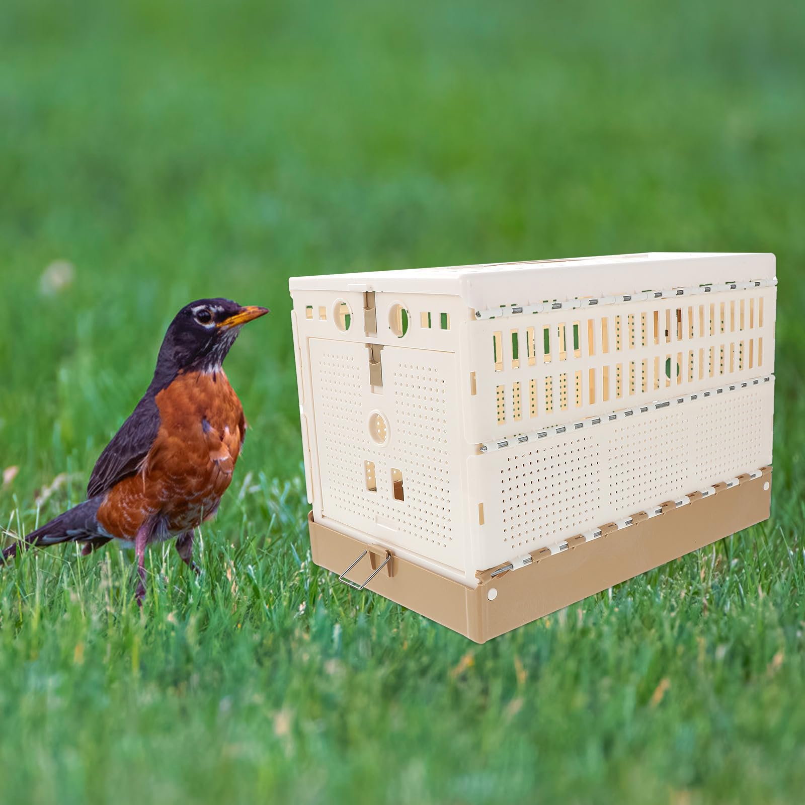 GANAZONO Jaula de Transporte para Palomas Plegable de Plástico Pestillo Seguro y Bandeja Extraíble 12.6X8.7X7.9 Pulgadas Adecuado para Domesticación y Uso Exterior