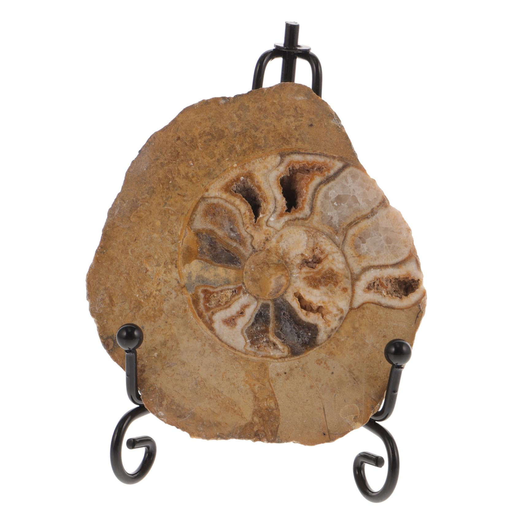 LIFKOME Ammonite Natural Ammonite Disc Natural Disc Ammonite Models for Decoration Specimen Ammonite Models Ornament Ammonite Model for Decoration Ammonite Ornament Decorations