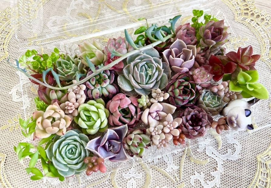 多肉植物寄せ植え♡♡モリモリ寄せ植え♡♡ Amazon.co.jp: カラフル＆モリモリ多肉植物寄せ植えセット⑤ : ホーム