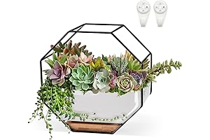 Succulent Desk Planter: A Perfect Touch of Nature for Your Workspace