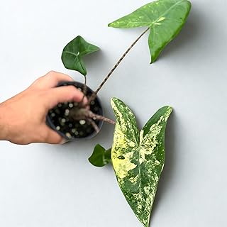 Alocasia Zebrina Aurea Variegated Live Plant – Rare Variegated Tiger Alo...