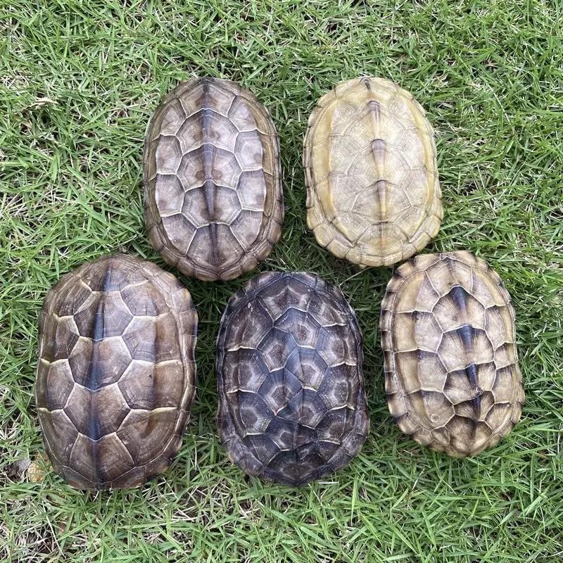 Natural Turtle Shell, Real Animal Bones Specimen Collection Animal Taxidermy for Home Decoration Special Gifts (5)