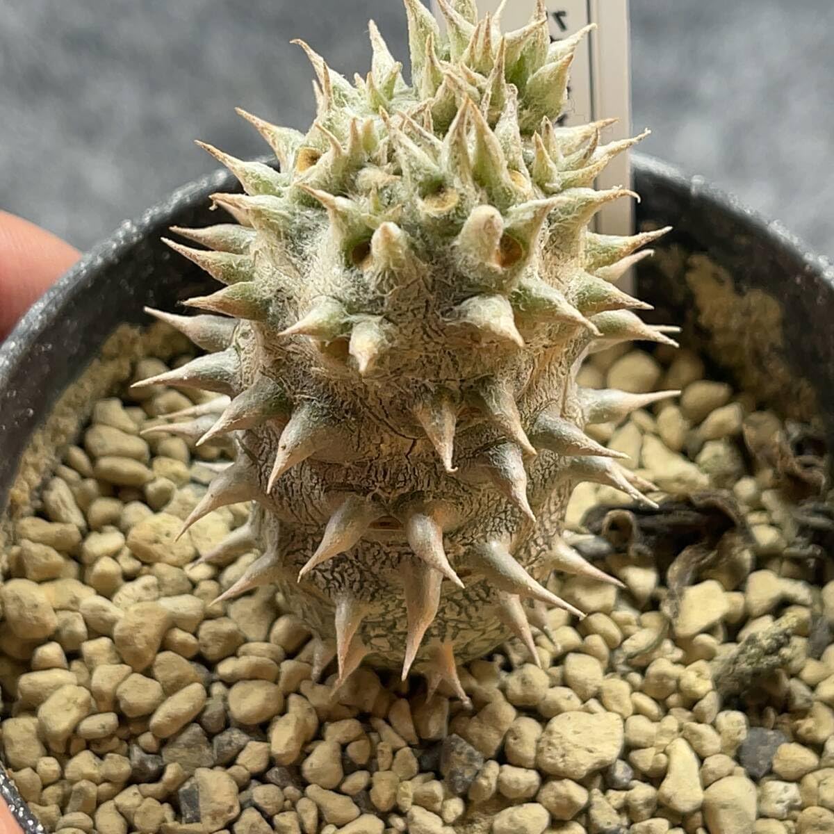 鉢ごと発送パキポディウム デンシフローラム Pachypodium densiflorum 3号鉢 サボテン塊根多肉植物現品24-2
