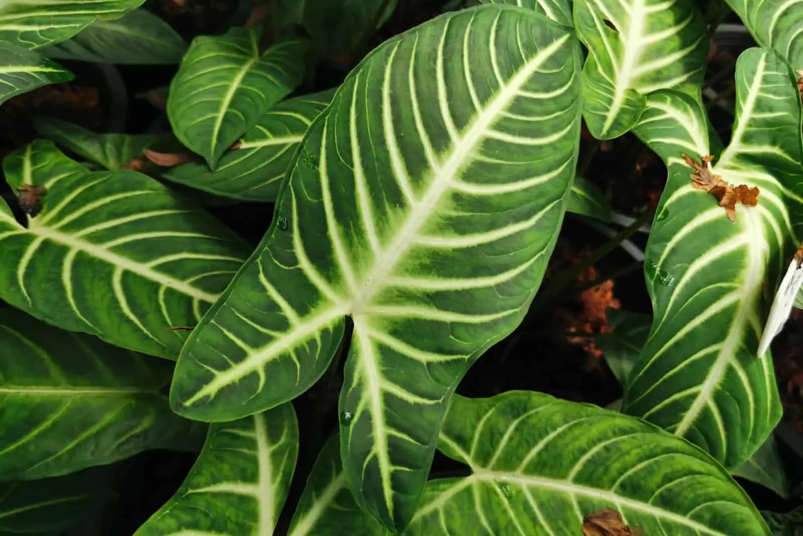 標本 Guatemala Pantodinus klugi 42mm Guatemala 1/4 Quetzal KM