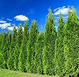 5 Leyland Cypress Trees - 6-12'' Tall Live Plants - Fast Growing Privacy Screen Seedlings - Evergreen Hedges - Cupressus x leylandii - (5 Pack)