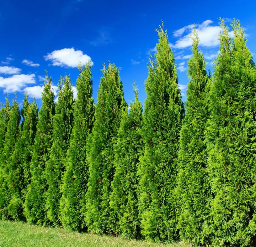 5 Leyland Cypress Trees - 6-12'' Tall Live Plants - Fast Growing Privacy Screen Seedlings - Evergreen Hedges - Cupressus x leylandii - (5 Pack)