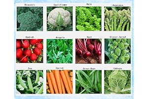 Premium Fall Seeds for Planting Outdoors