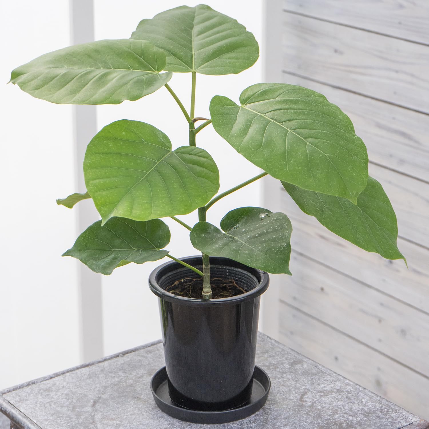 Amazon.co.jp: 観葉植物 フィカス ウンベラータ 4号 1鉢 鉢皿付き Easy
