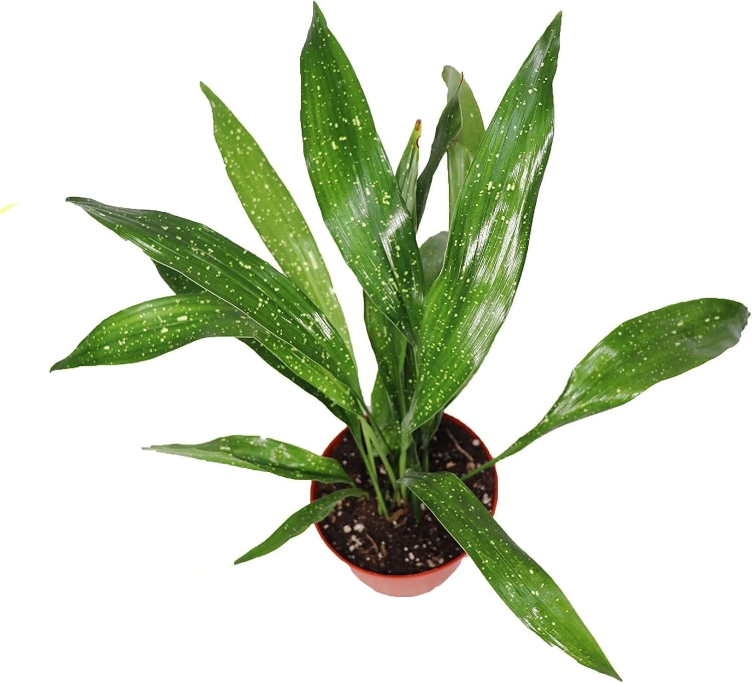 Aspidistra Elatior 'Milky Way' - 6" from California Tropicals