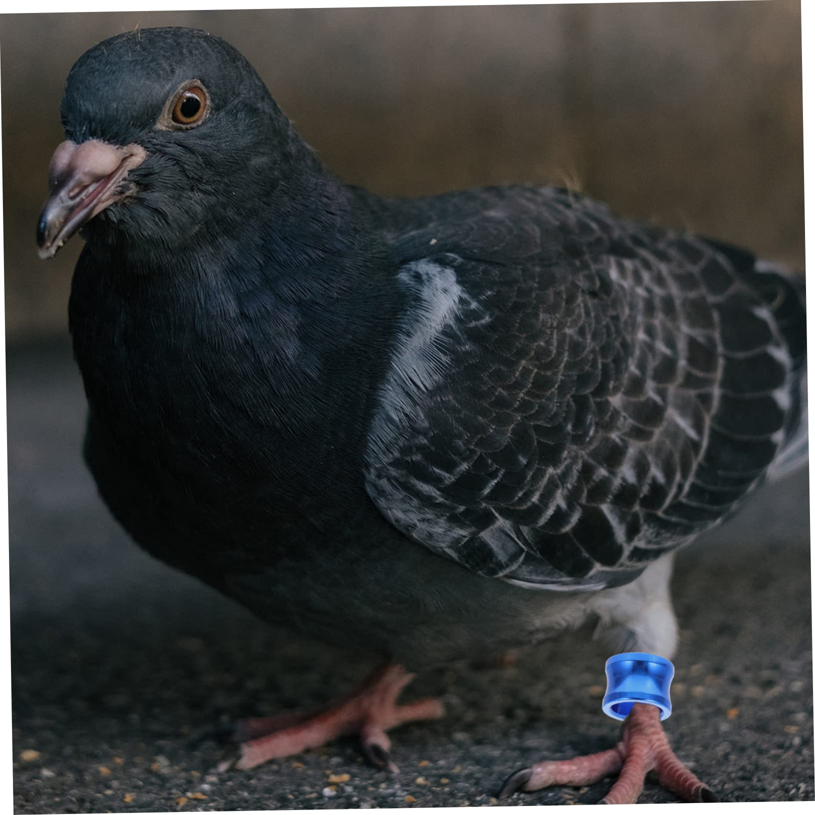 Sosoport 100piezas Anillas De Identificación para Coloridas Anillos De para Aves De Distinción para De y Aves