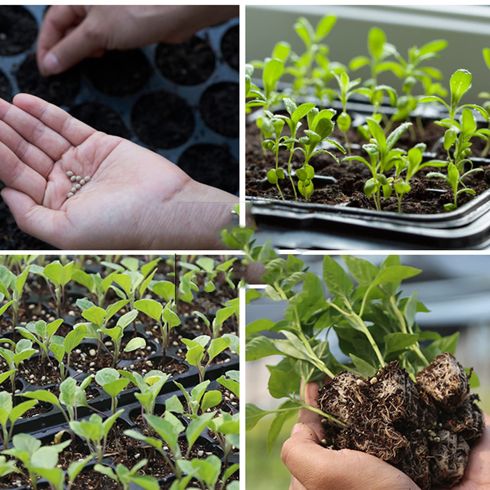 5 Pièces 50 Cellules Plateaux de Semences Bac à Semis Mini Serre pour Semis Plateau de Germination Plateaux Graines Culture pour Jardin Légume Fruit Fleurs