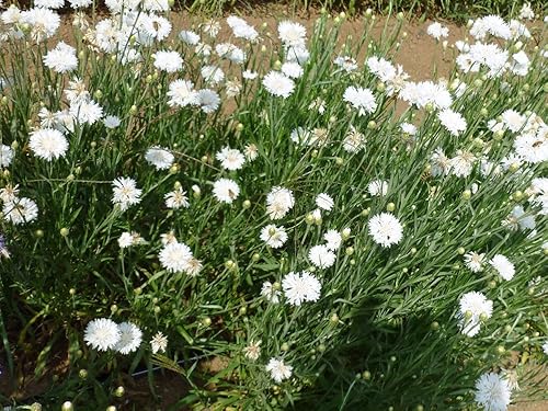 Miniatura 2 de Botón de soltero, semillas blancas altas, más de 50 semillas, hermosas flores de color blanco.