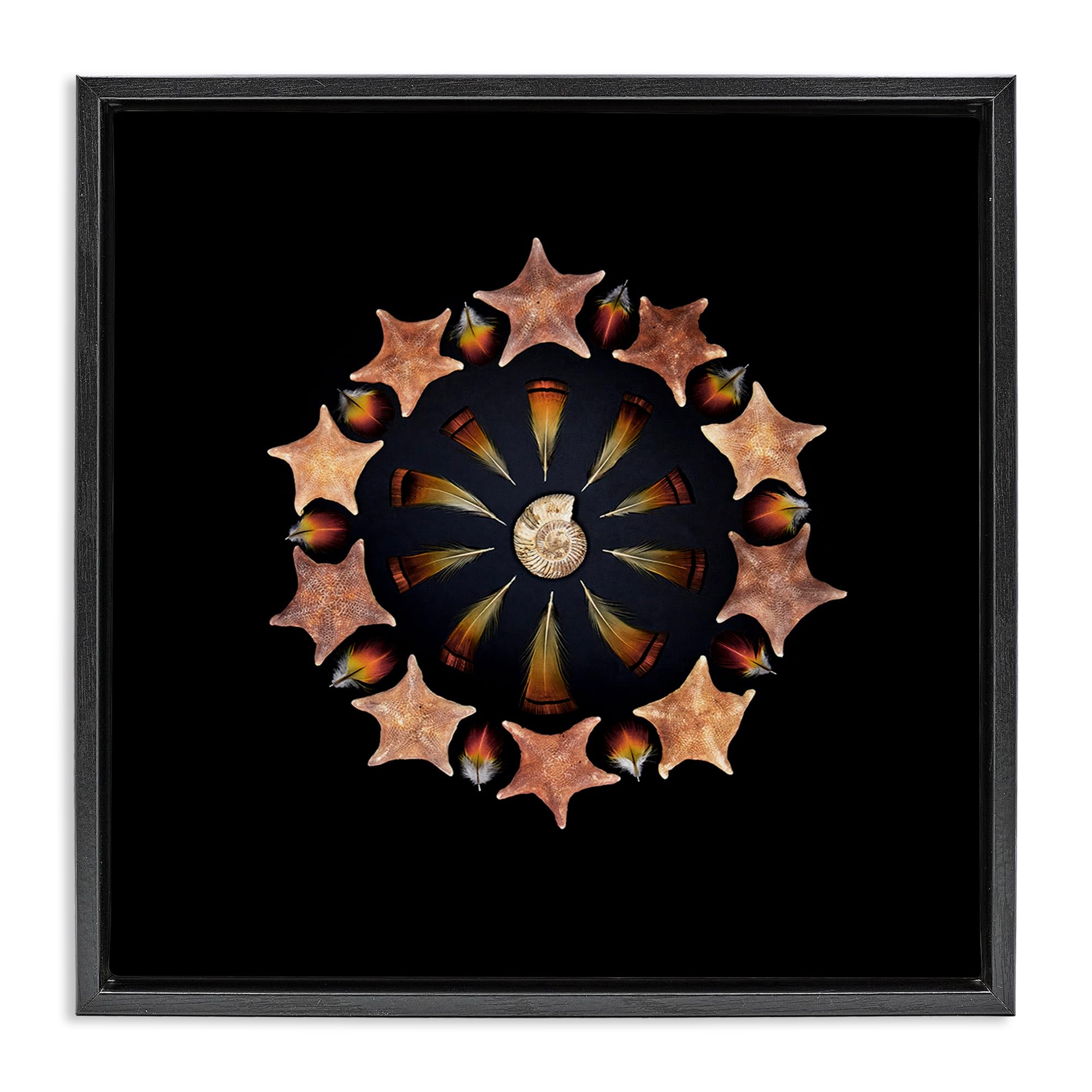 Stupell Industries 'Nautical Nature Arrangement', Floating Frame Canvas Art, Black, 25 x 25 Inches, Easy to Hang and Sturdy, Made in USA, by Beth Adoette