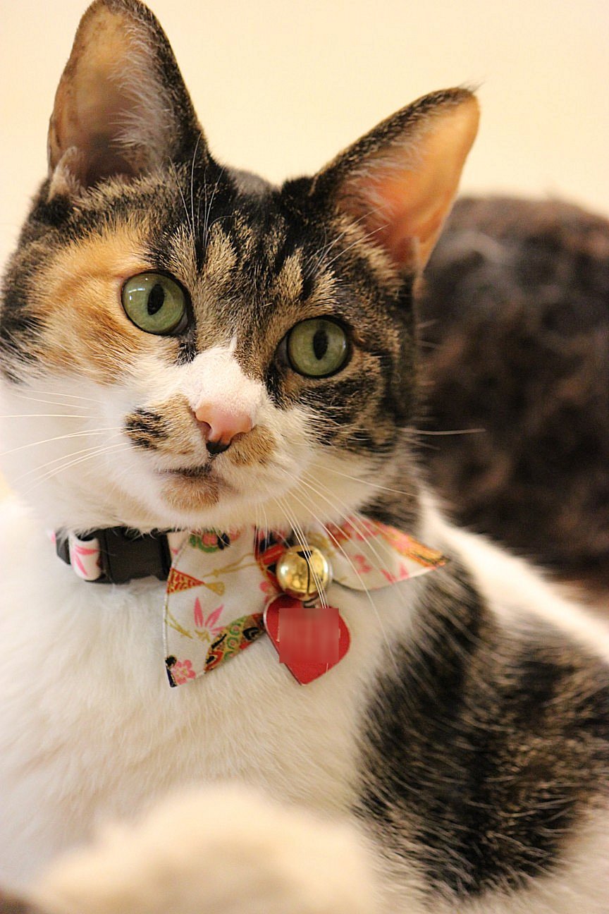 Necoichi Kimono - Collar para Gato, Color Blanco, 0,04 kg