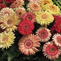 Vista 92 de Outsidepride Bicolor Mix Gerbera Seeds - 10 Pcs Perennial, Compact & Low Maintenance, Flower Seeds for Planting w/Vibrant Mixed Blooms, Ideal for