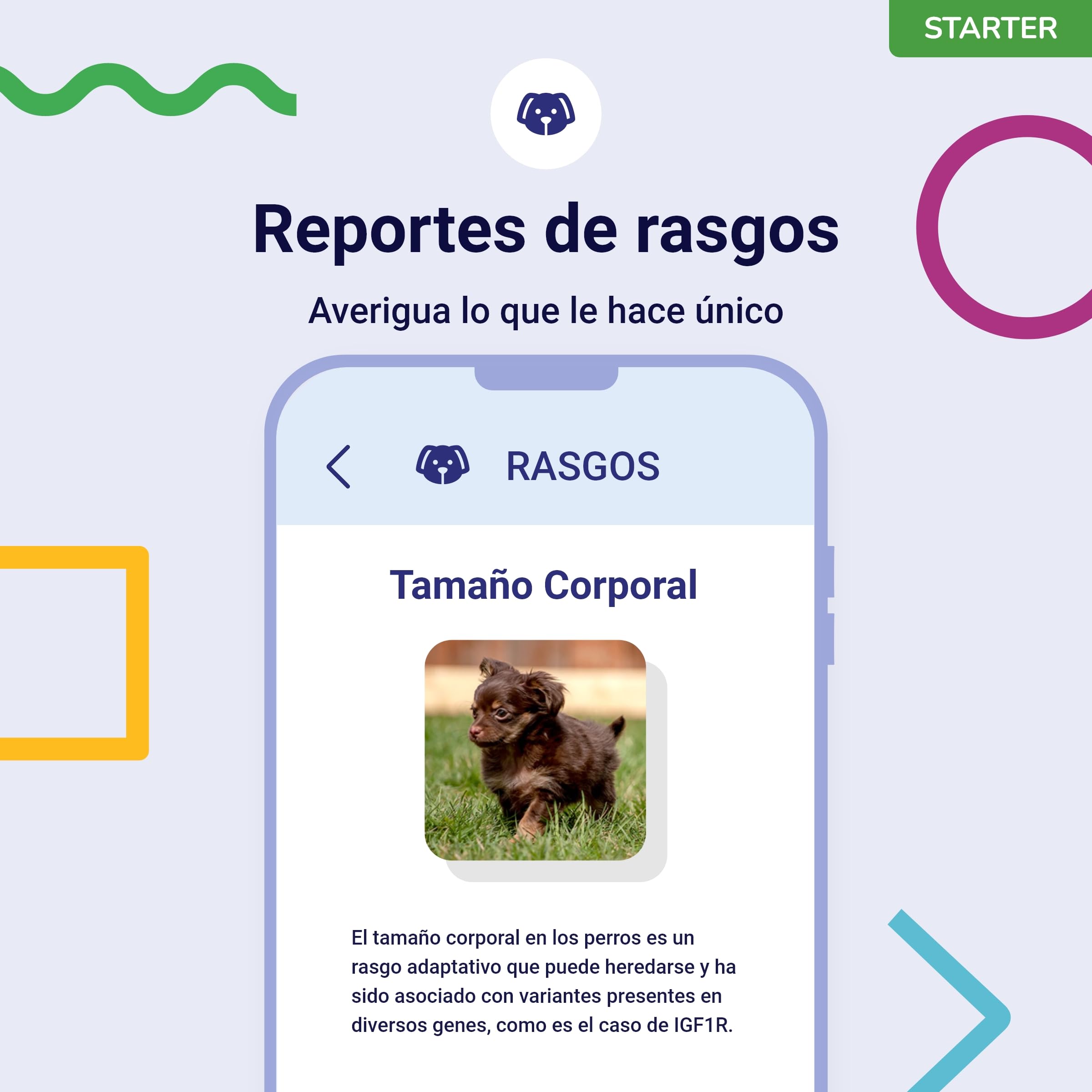 Koko Genetics - Test ADN para Perros Starter (Reportes de Razas y Rasgos) - Actualizaciones sin Coste.