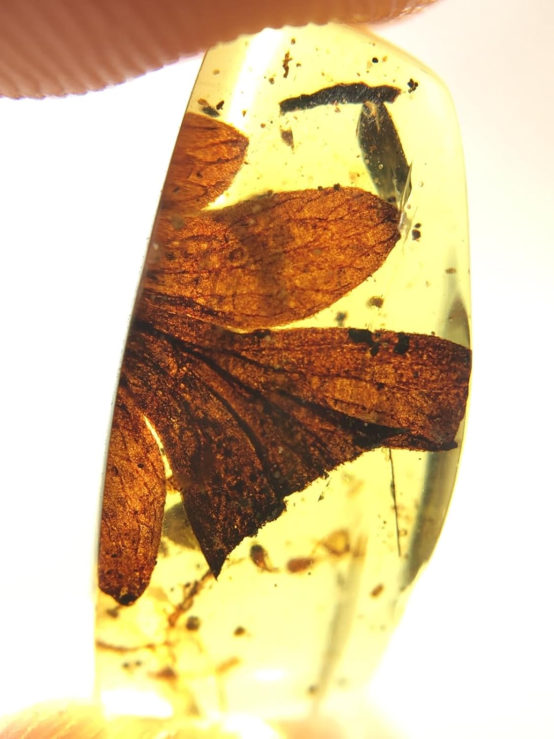 Burmese burmite Cretaceous Beautiful Leaf Plant Fossil Amber Myanmar